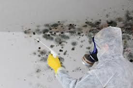 Best Environmental Consulting for Mold Prevention  in Laurens, SC